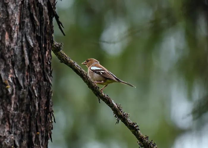 Chalet Horn Trailside Retreat 度假居 *